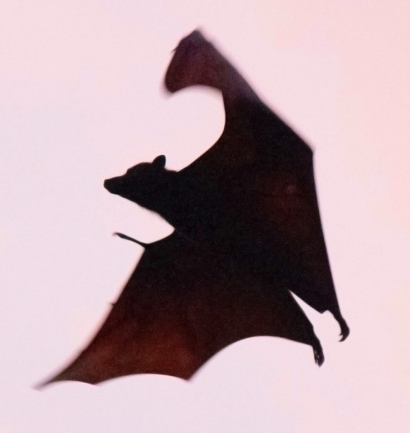 Bat for Webpage